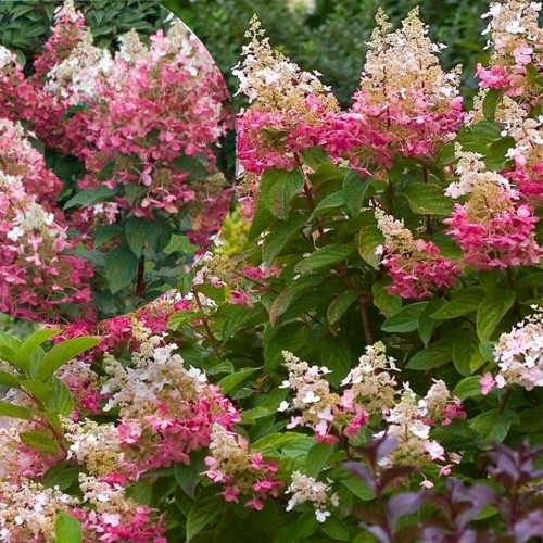 Hydrangea paniculata 'Pink Diamond' - Aedhortensia 'Pink Diamond' P9/0,55L